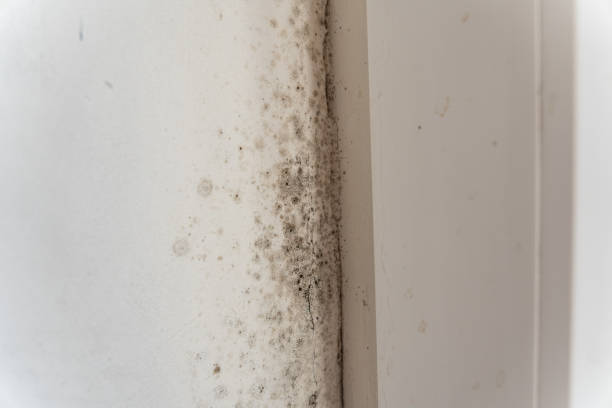 Best Mold-Related Health Consultation  in Aquebogue, NY