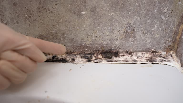 Best Industrial Mold Remediation  in Aquebogue, NY